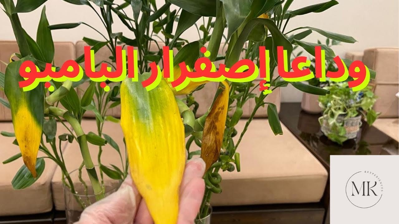 هل تعاني من