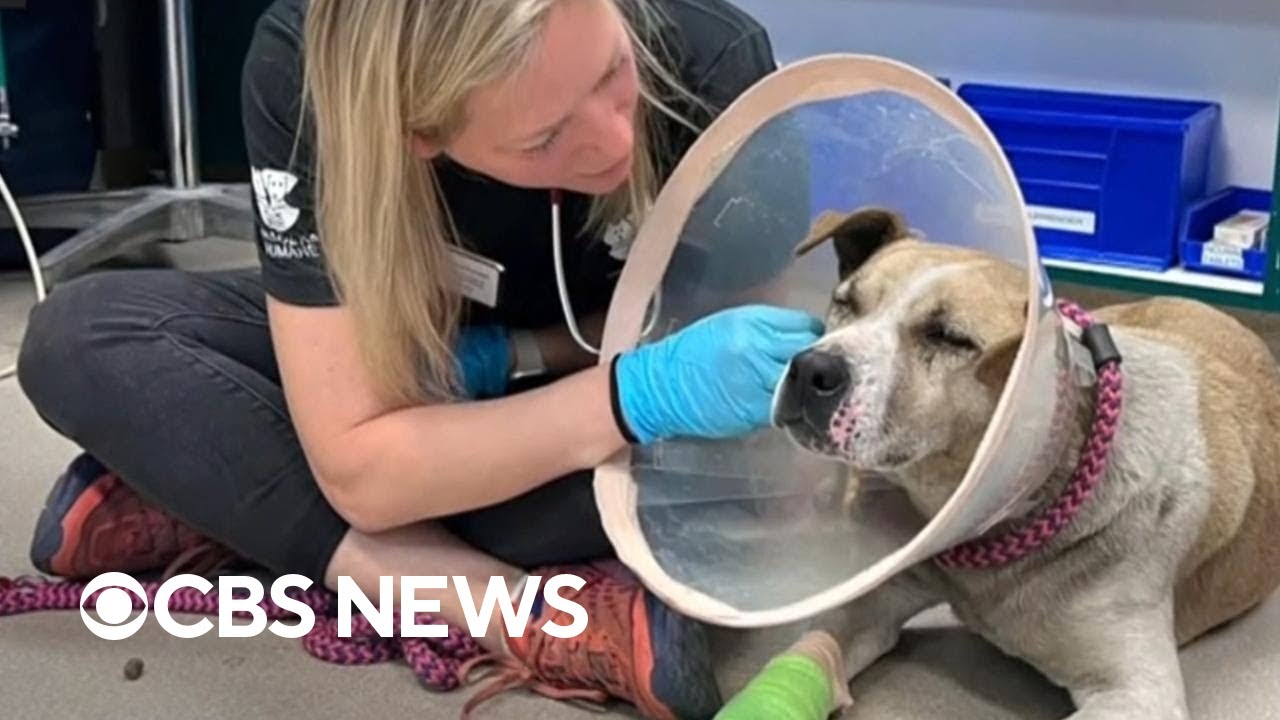 Hundreds of animals rescued by Southern California shelter amid wildfires