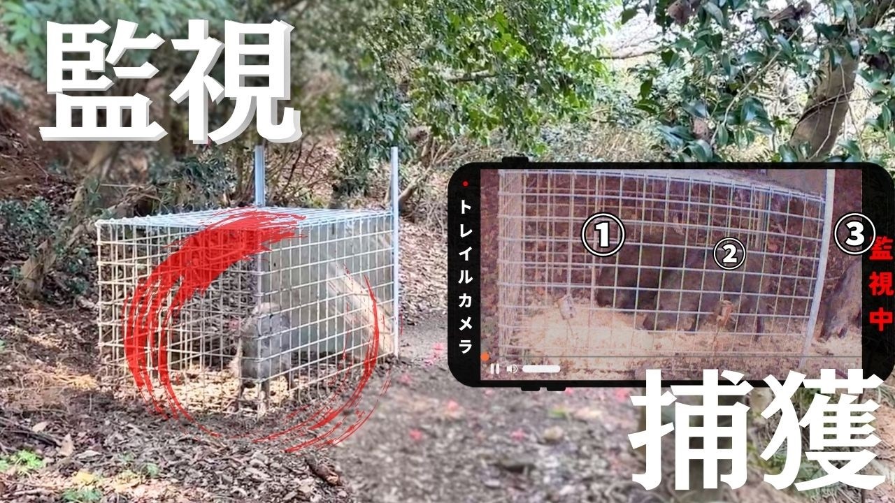 トレイルカメラが捉えた3頭のイノシシと捕獲の瞬間。