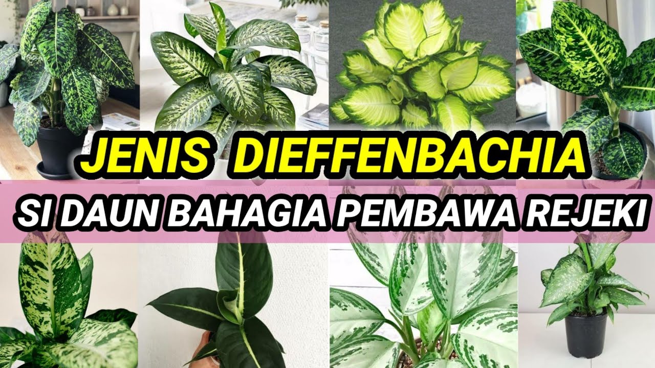 12 Jenis Tanaman Dieffenbachia Yang Populer Di Tahun 2021