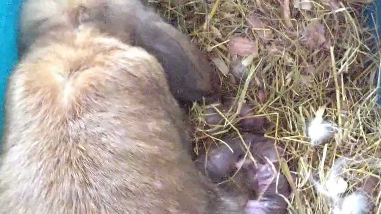 Holland Lop Bunny Giving Birth!