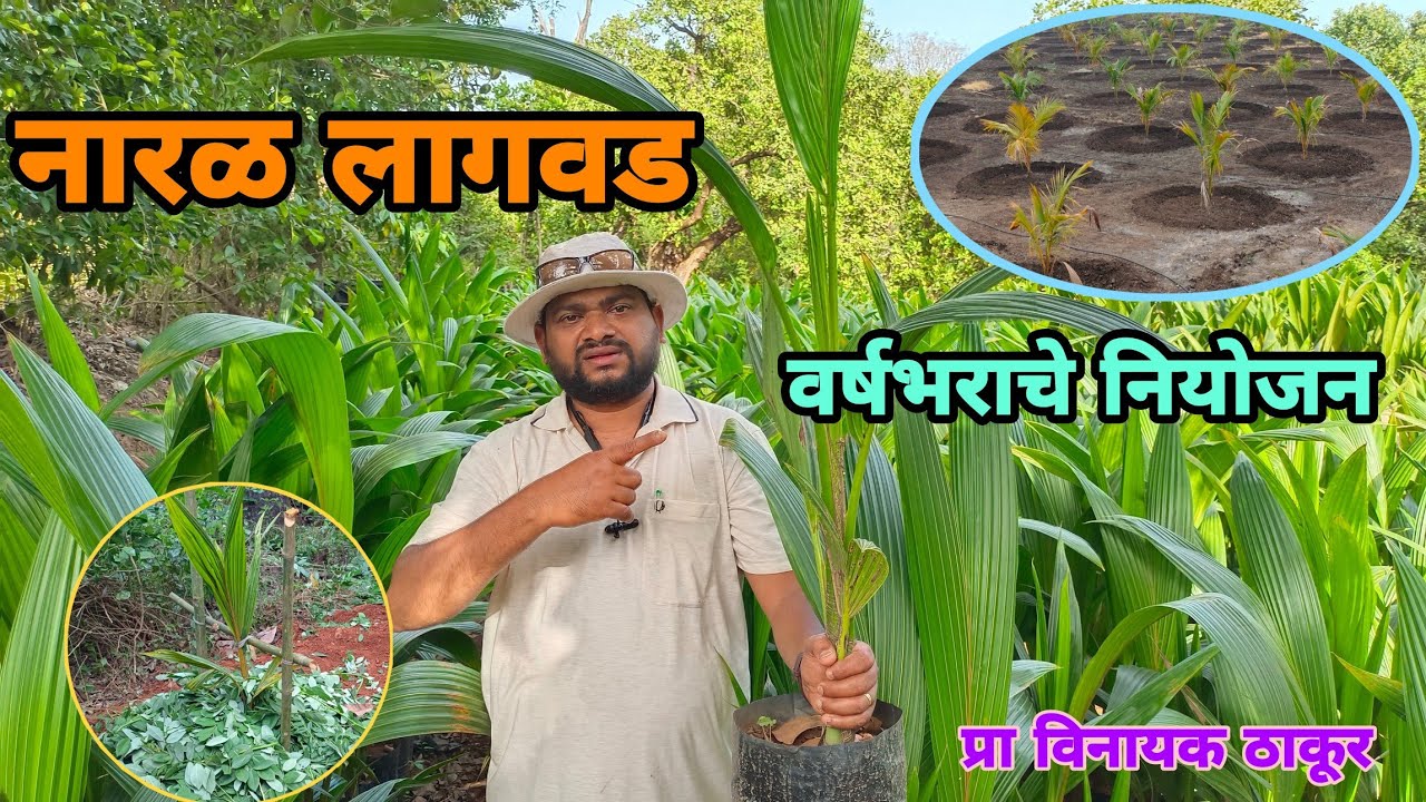 नारळ रोप लागवड 1 वर्ष नियोजन