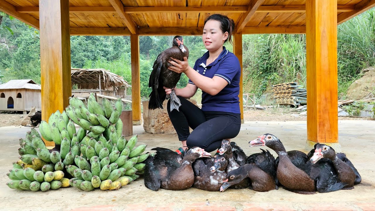 FULL VIDEO: 335 Days Harvest the Garden of Bananas, Ducks, Bell Peppers, Eggplants market to sell