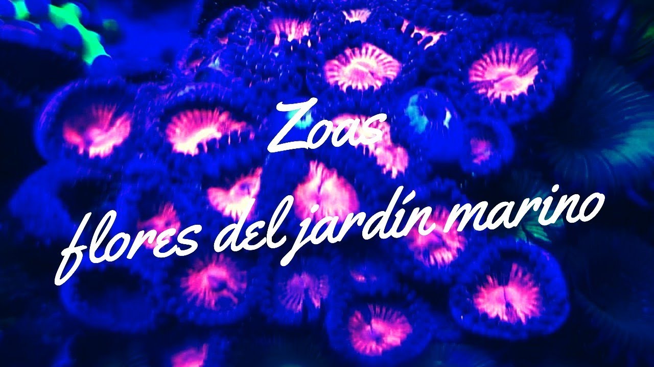 Zoas las flores del jardín marino