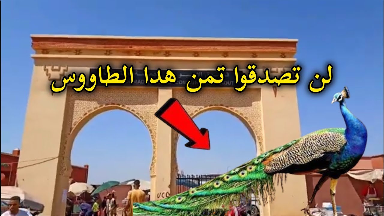 لن تتخيلو تمن هدا الطاووس #تربية_الدجاج 