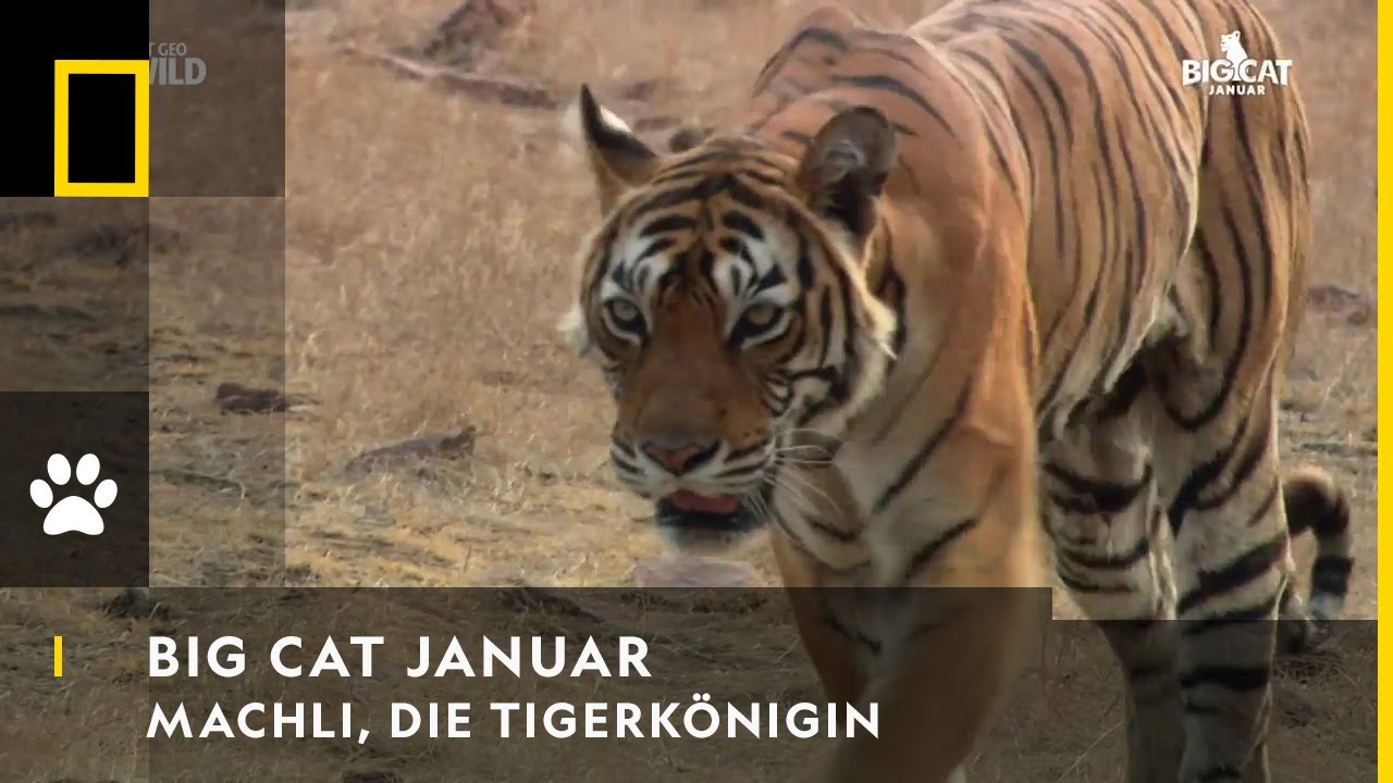 BIG CAT JANUAR - Machli, die Tigerk&ouml;nigin | Nat Geo Wild