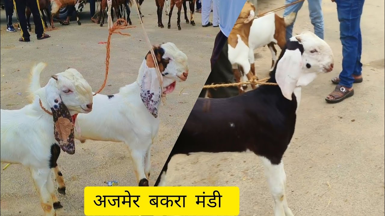 Rajasthan Ajmer Goat Market Live Update 05/07/25