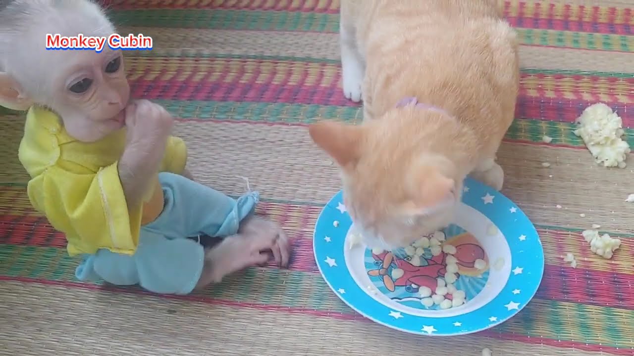 Cubin the Jealous Baby Monkey's Funny Reaction When Dad Shows Love to the Cat!