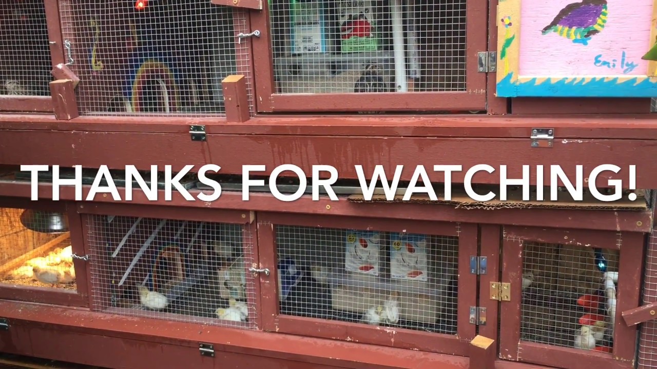 How I built a No Waste Automatic Quail Feeder for Free
