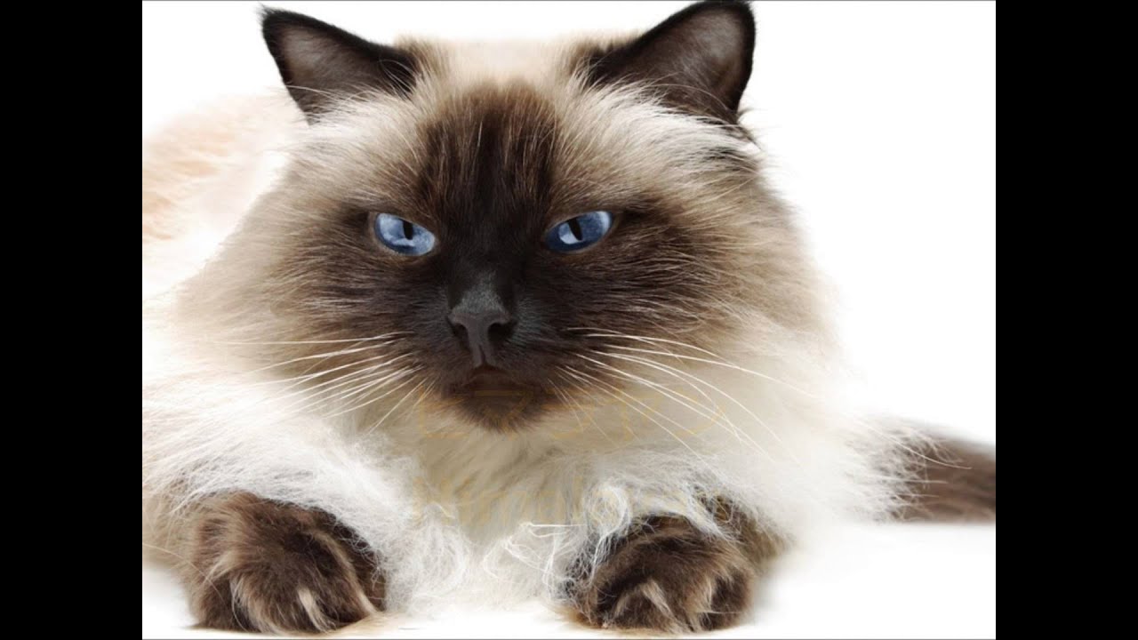 猫の種類（長毛種）の品種（Hair long cat of the world）