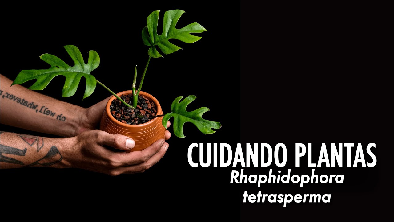 CUIDANDO PLANTAS: Rhaphidophora tetrasperma / Todo lo que tenes que saber para que triunfe ! 🌱