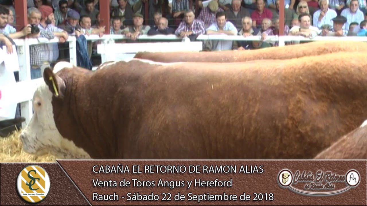 22-09-18 Venta de Toros Angus y Hereford - Caba&ntilde;a El Retorno de Ram&oacute;n Alias - Rauch