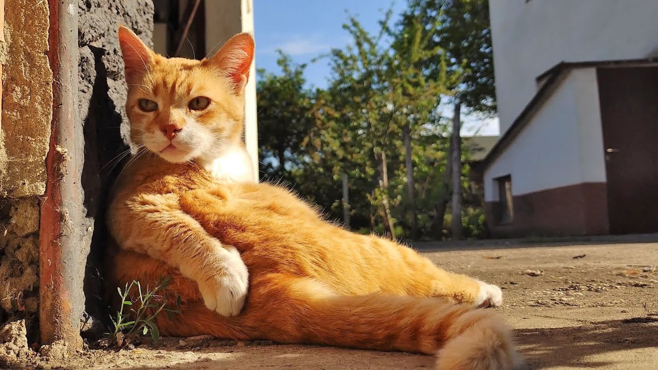 Relaxing Cat Video 154