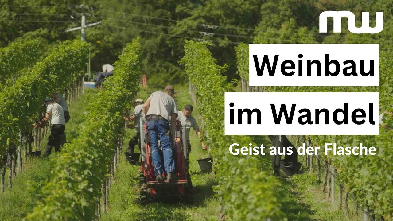 Geist aus der Flasche - Fränkischer Weinbau im Wandel