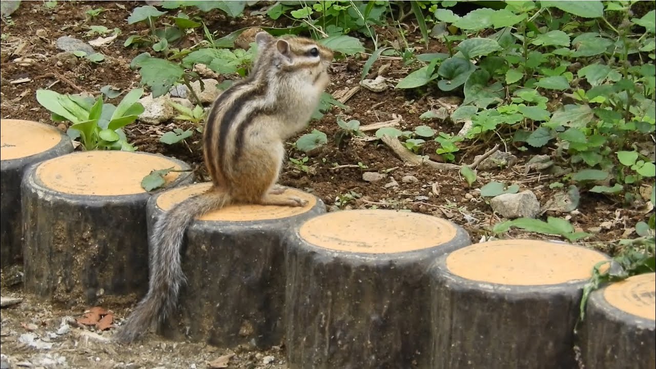 『りすの家』のシマリスちゃん🐿️ヒーリングミュージック♪2025年10月