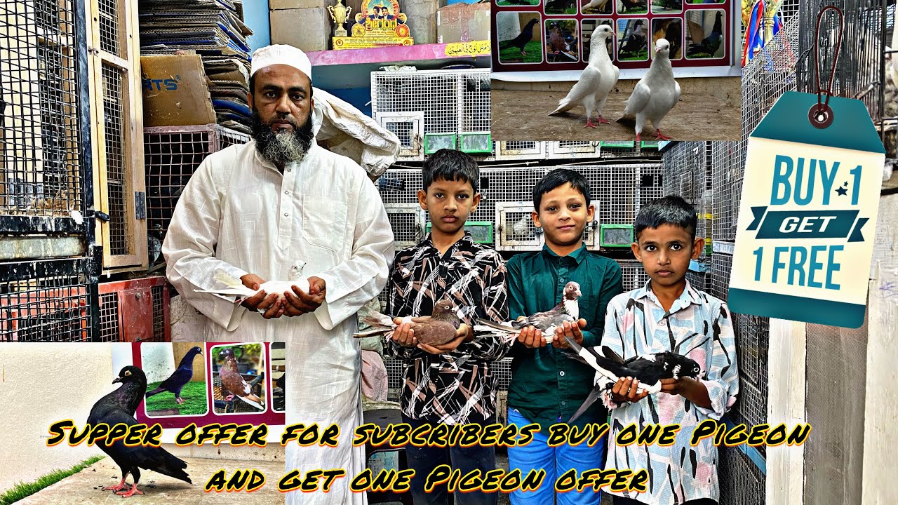 Old line pigeon for sale in Bangalore ￼￼2026🔥😱 offer for subscribers by one get one free=👉9343796855
