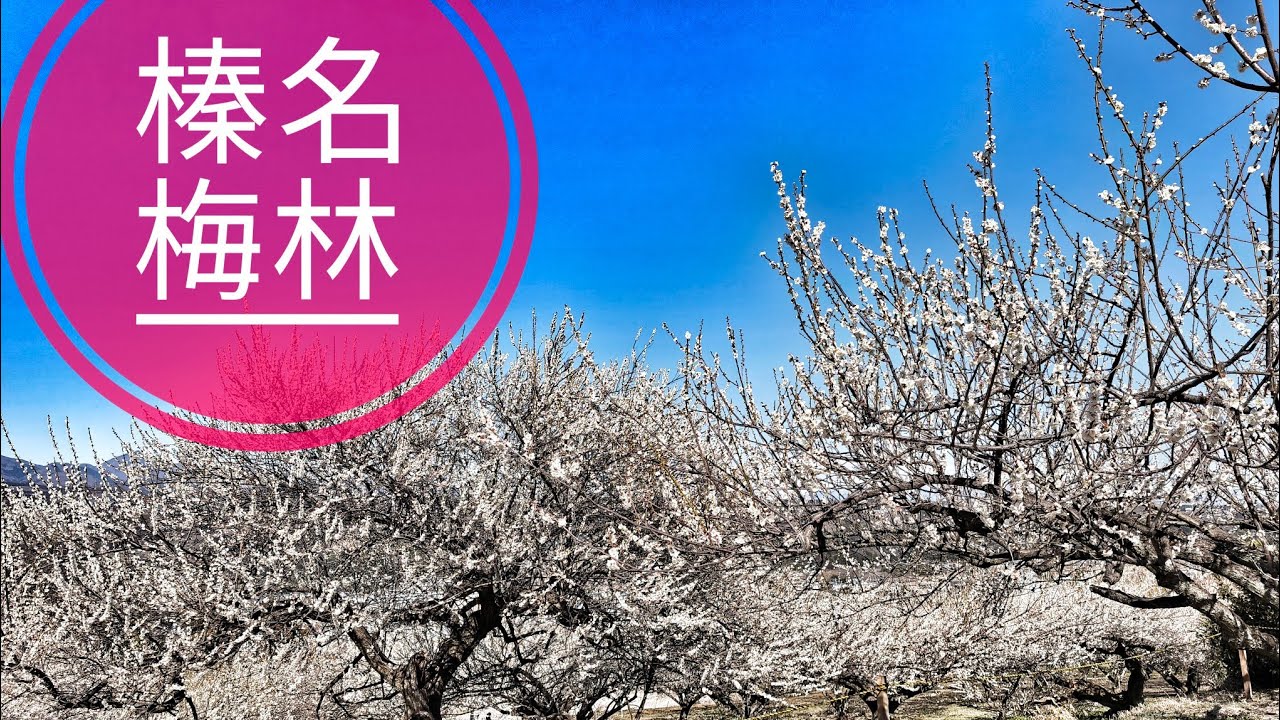 【外出】群馬県 高崎市「榛名梅林」