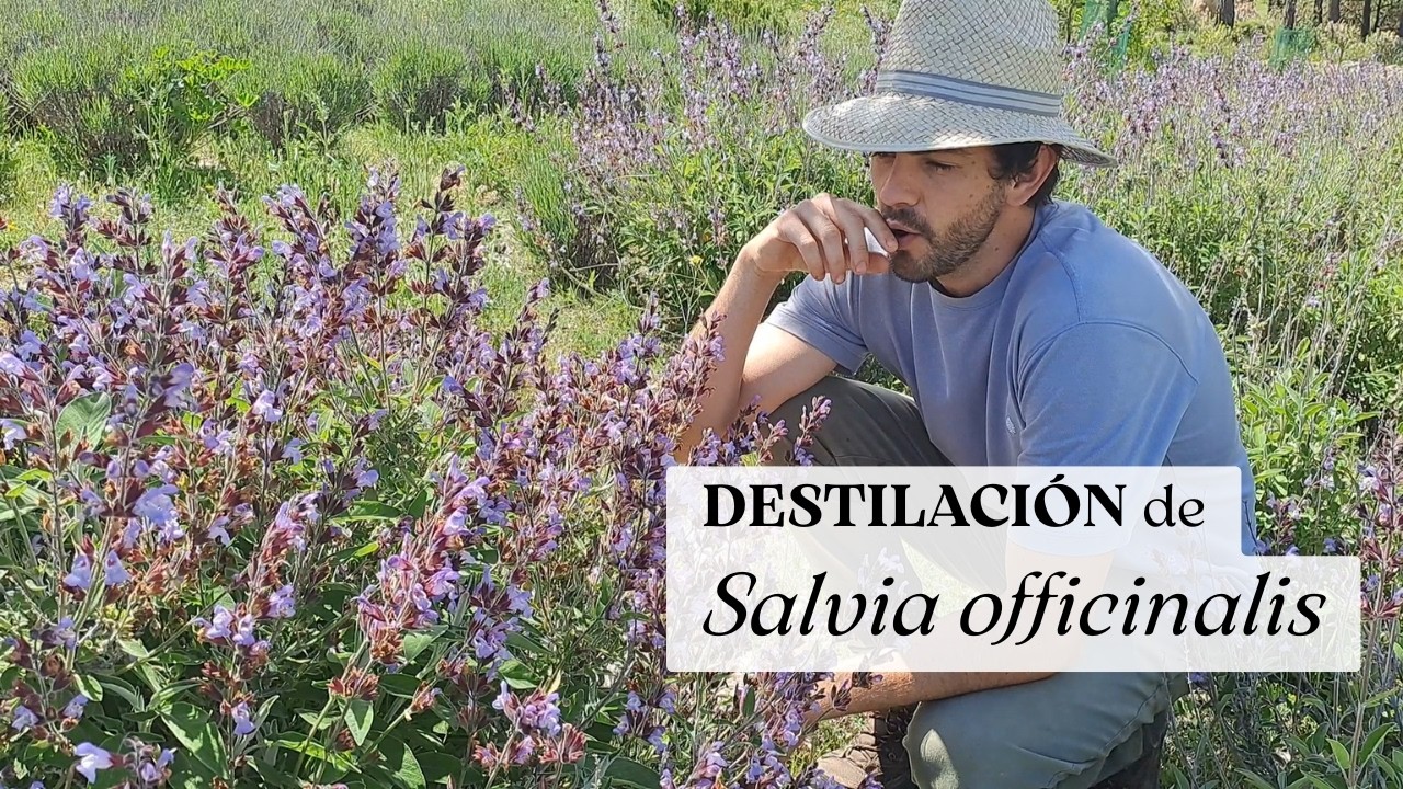 Así se obtiene aceite esencial de SALVIA officinalis