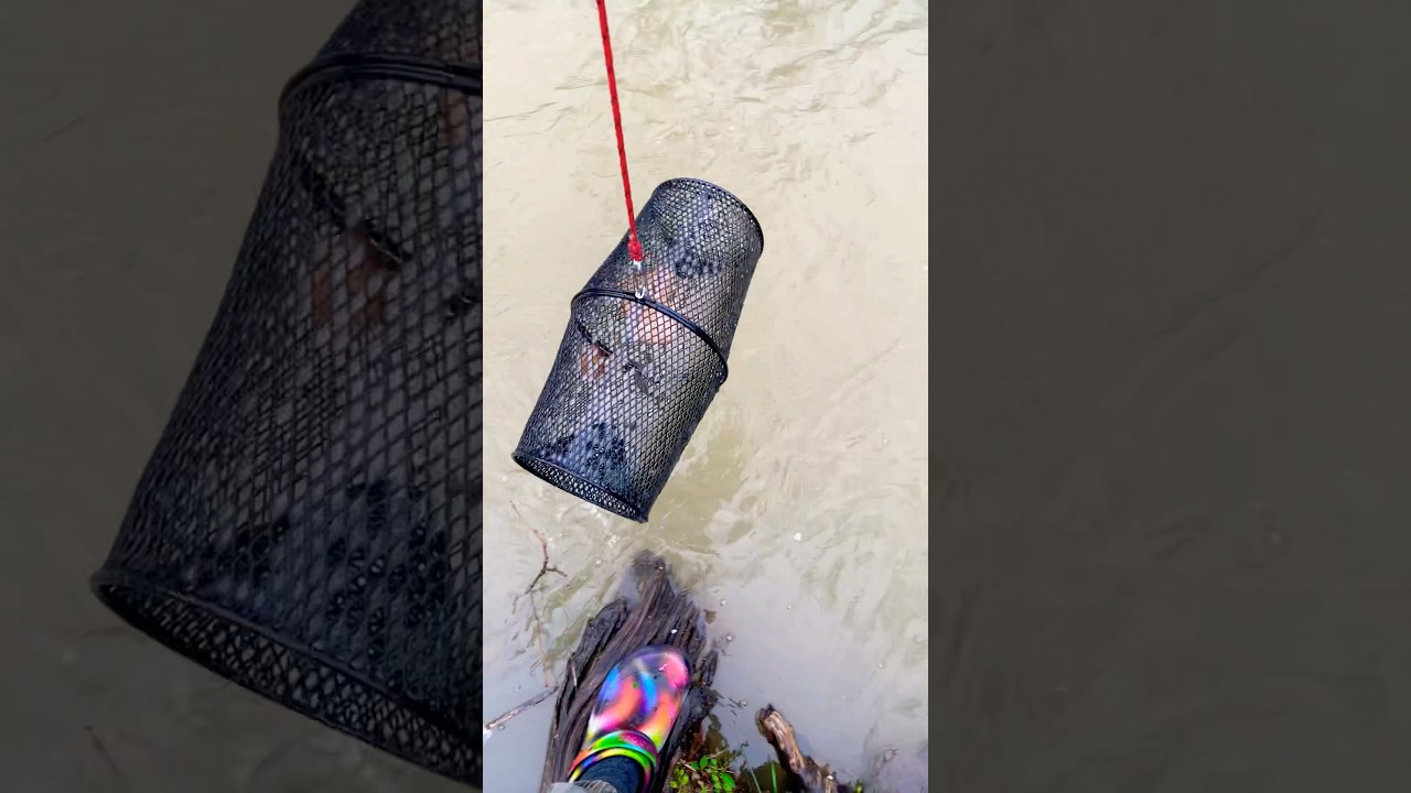 Are Bass Pro Shops Minnow Traps Any Good?