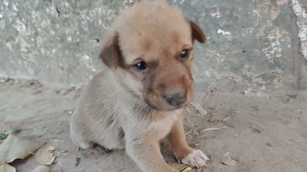 Kitna 🥰 cute aur maasum hai yaar ! Par bach nahi paate hain ye log 🥺||@Abhishekpaswanvlogs00 