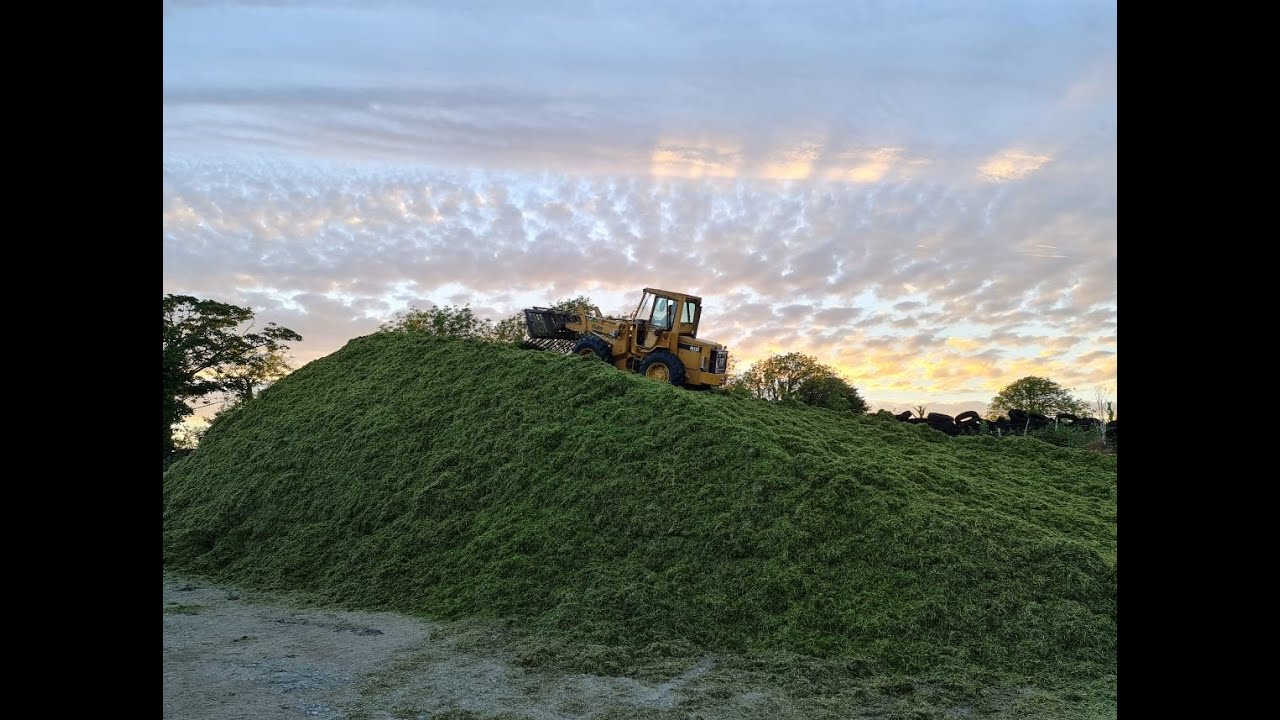 Old School Classics Silage 2021, Hesston 7725 Harvester, Cat 910 on pit, Ford 7840, TM125 & T6