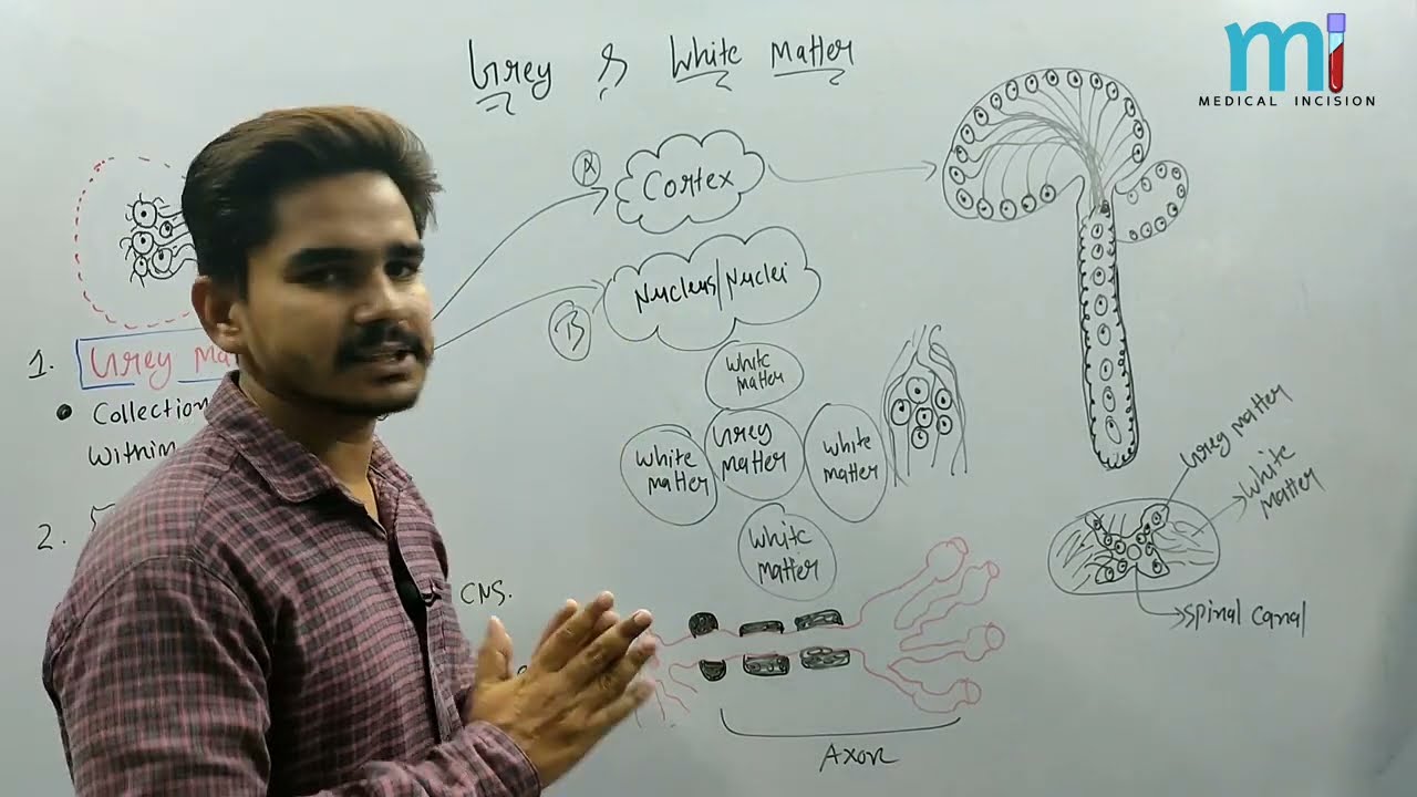 Nerve | Neuron | Grey & White Matter | Ganglia | Tracks | Paramedical | Bsc Nursing | GNM | Hindi |