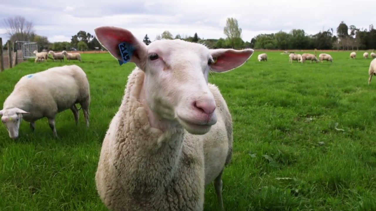 Sheep milk - science supporting growth
