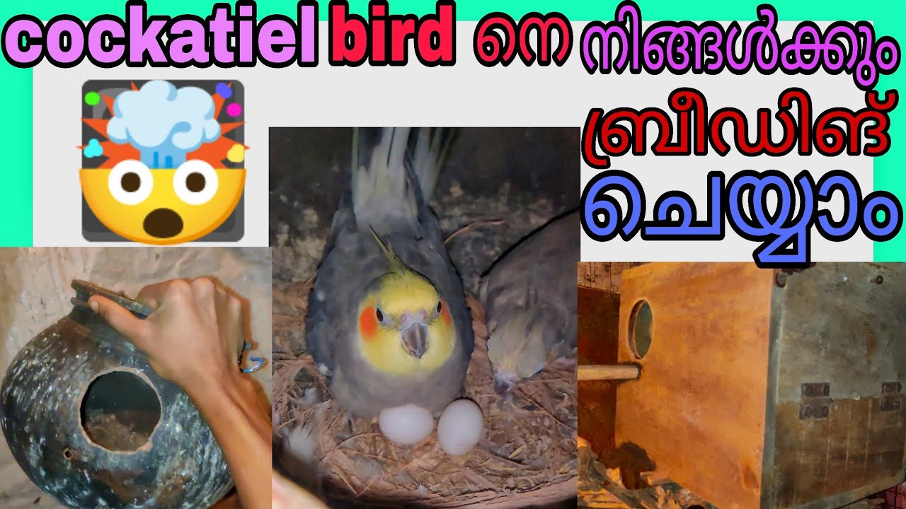 🤯Cockatiel bird🦜 നെ നിങ്ങൾക്കും ബ്രീഡിങ് ചെയ്യാം? HOW TO BREED COCKATIEL bird?