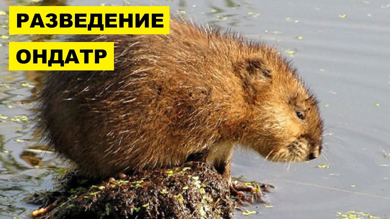 Разведение Ондатры в домашних условиях как бизнес идея