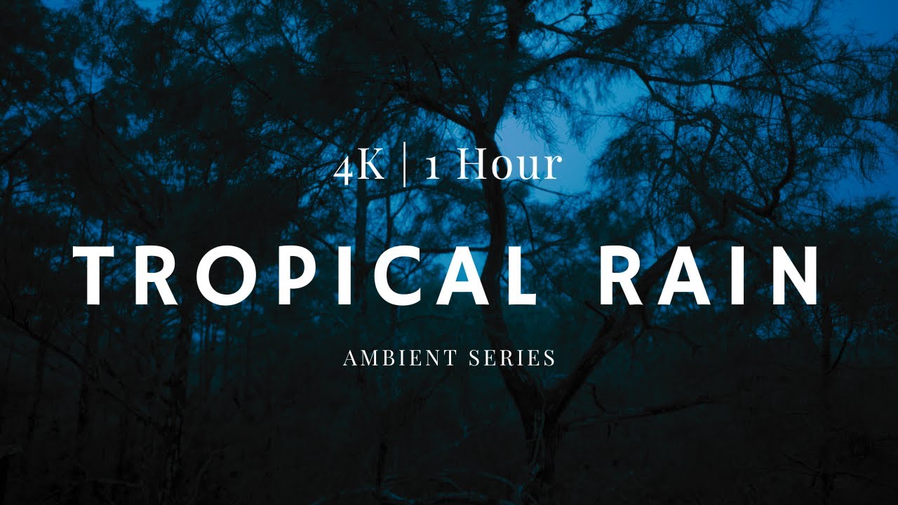 Listen to Tropical Storm Rain Sounds for sleeping #everglades #relaxing #rainsounds