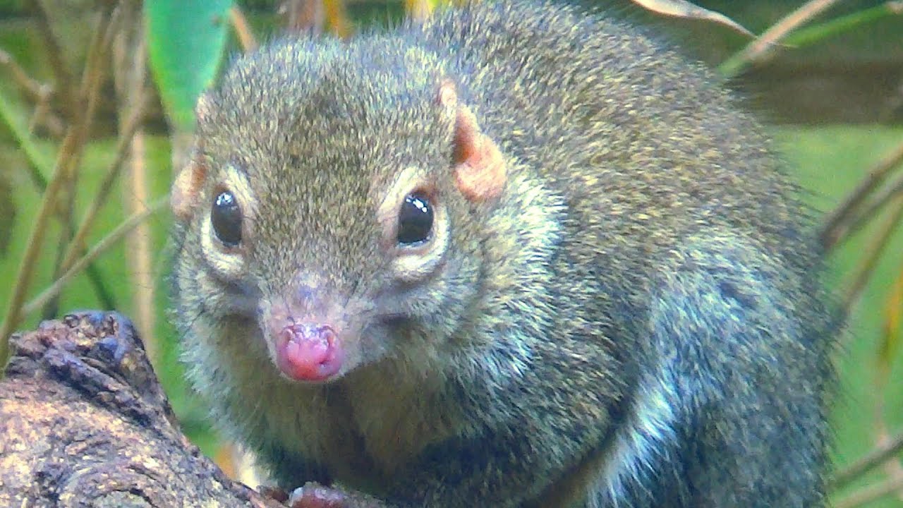 Monkeys, Lemurs and Birds | Shaldon Zoo England