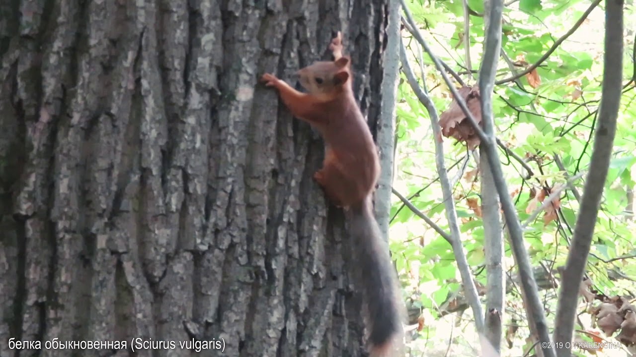 Обыкновенная белка - Sciurus vulgaris - Red squirrel