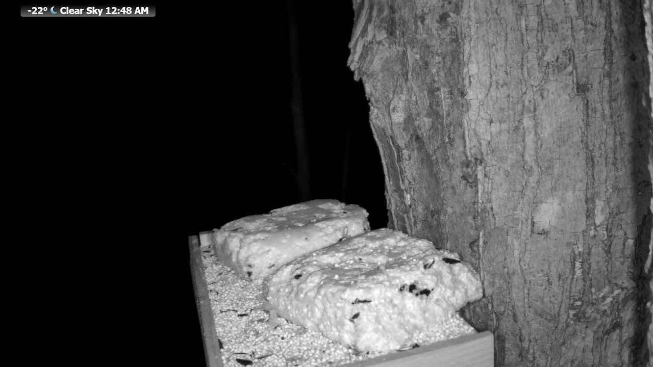 Live wildlife Feeder: Wildlife Feeding Frenzy at McCaslin Brook | Nicolet National Forest 24/7