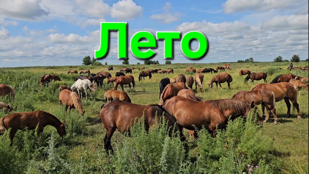 Табунное коневодство| Лошади в июле.| перекличка.