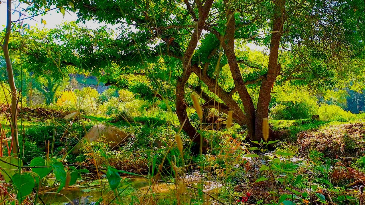 Healing Frequency 🌲🌳 Enchanted Forest Riverside | Calm Nature Sounds 🍂 Early Autumn Morning Ambience