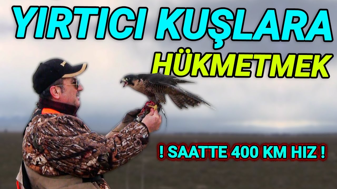 GÖKDOĞAN BESLEYİCİLİĞİ · (ADAM DOĞAN BESLİYOR! | BARLAS POTUKÖNEN)