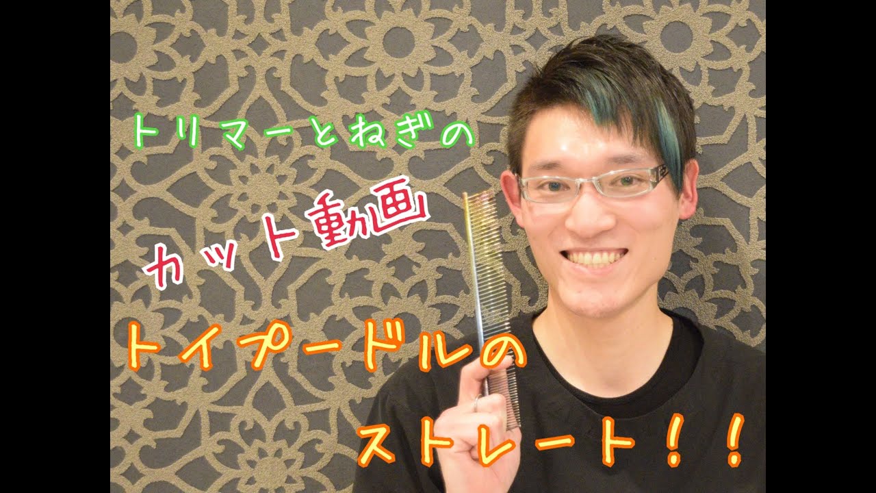 【カット動画】トイプードルのストレート
