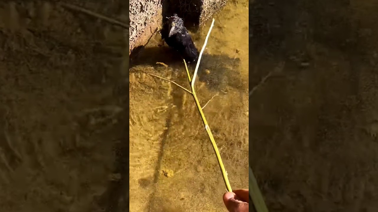 True rescue moment #rescue #moments