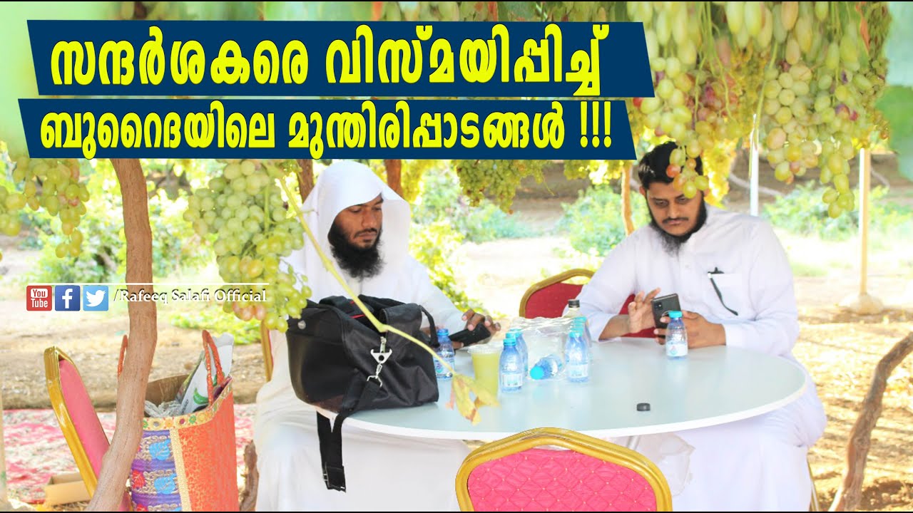 സന്ദർശകരെ വിസ്മയിപ്പിച്ച് ബുറൈദയിലെ മുന്തിരിപ്പാടങ്ങൾ !!!| Rafeeq salafi