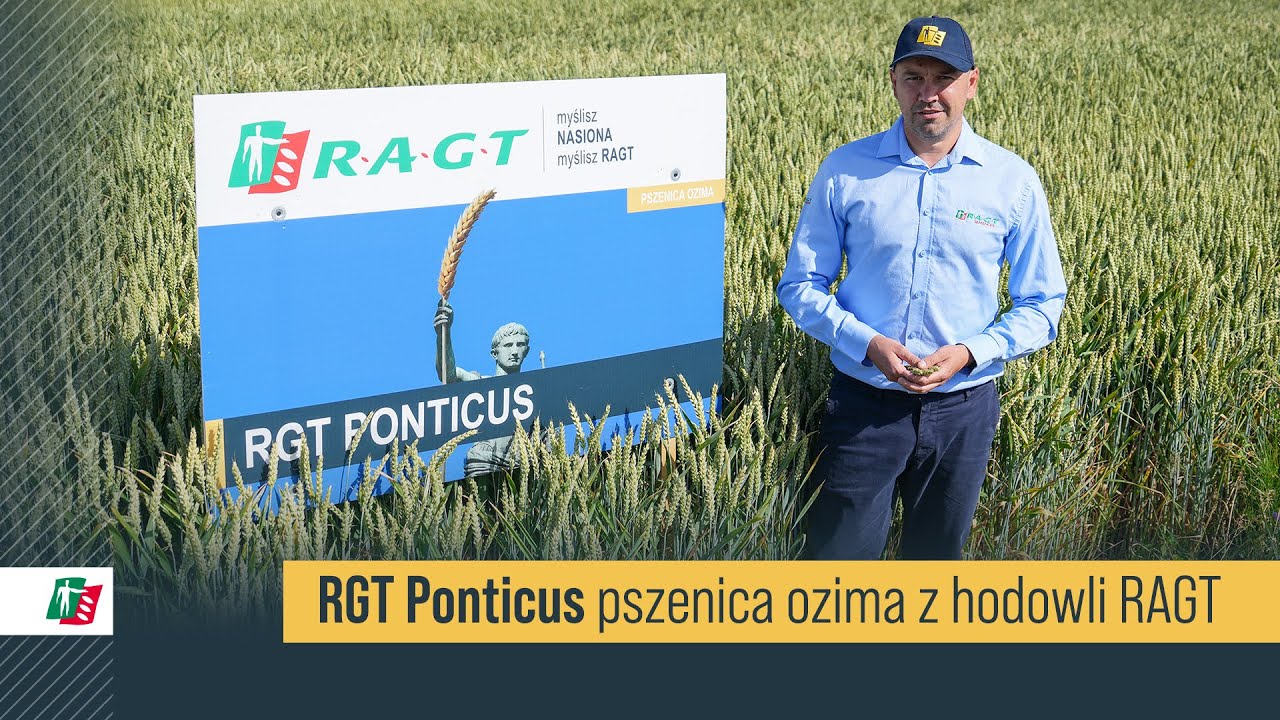 Pszenica RGT Ponticus 🌾💪 Pszenica ozima RAGT 