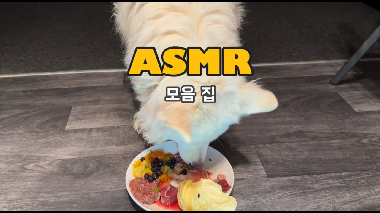 개 생식 먹방 모음 #ASMR #레전드