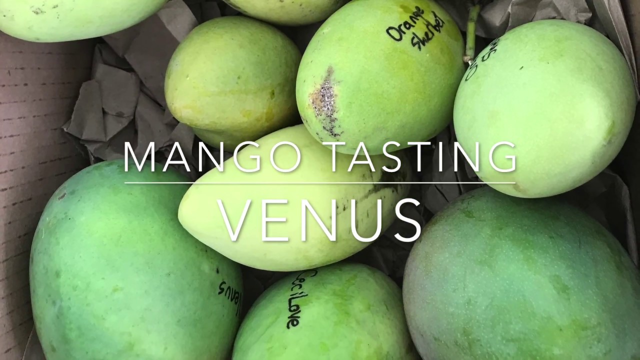 Venus Mango - Tasting Florida Grown Mangos