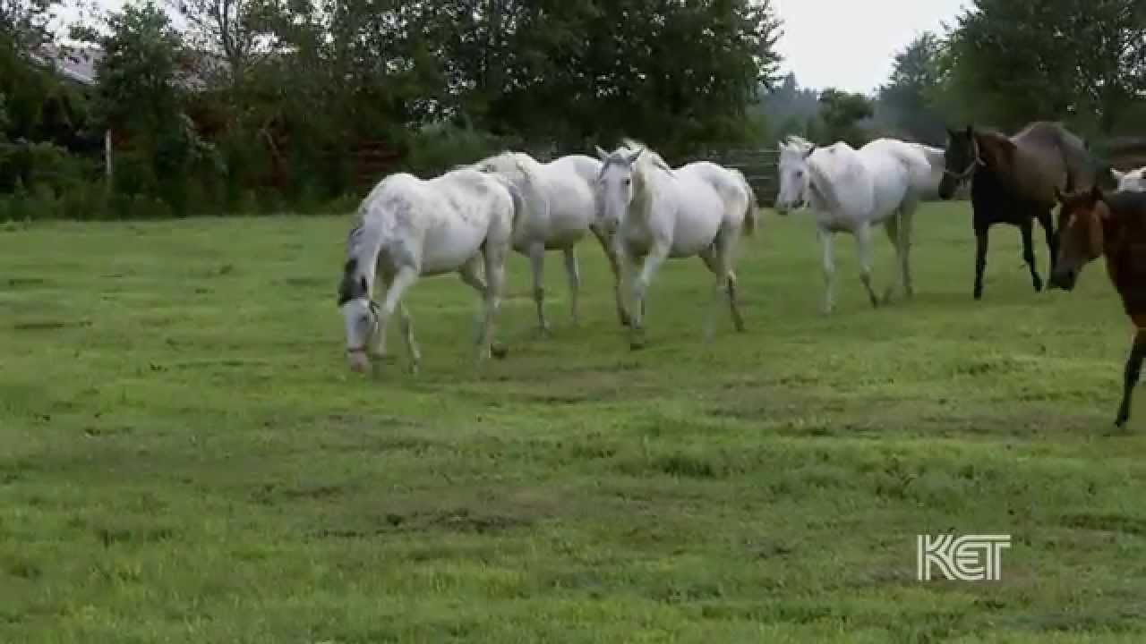 White Thoroughbreds | Kentucky Life | KET