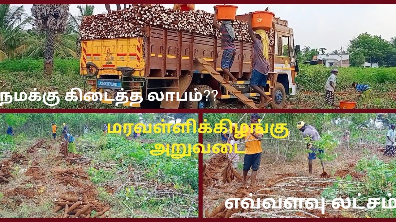 💰எவ்வளவு லாபம் குச்சி கிழங்கு அறுவடை|Tapioca farming and cultivating |#agriculture