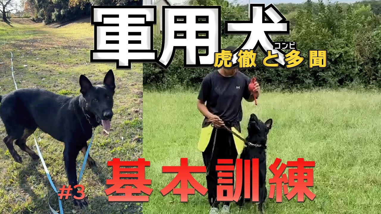 軍用犬コンビ虎徹と多聞#3基本訓練
