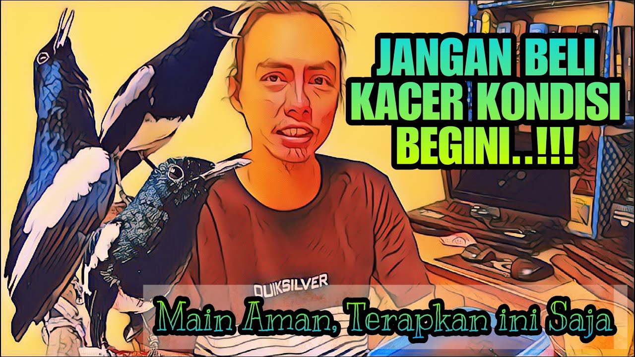 HINDARI HAL INI KETIKA MEMBELI BURUNG KACER || TIPS MEMILIH DAN MEMBELI KACER