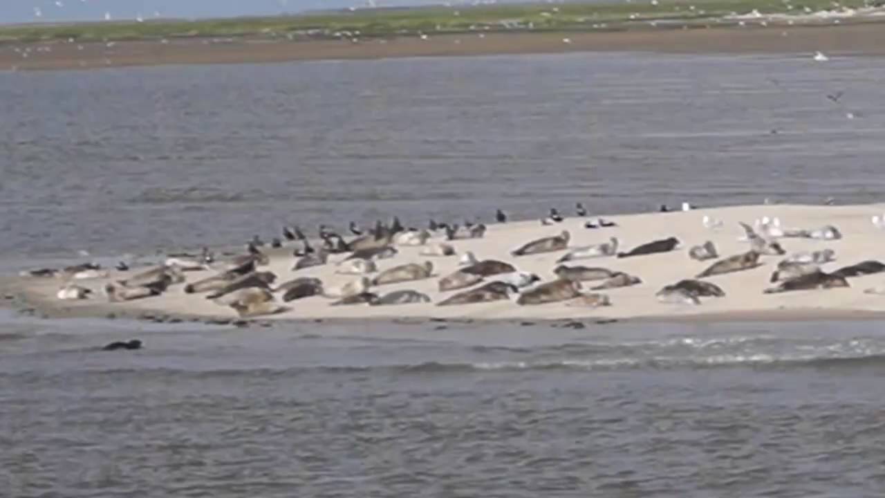 Seehunde auf Sandbank vor Norderney