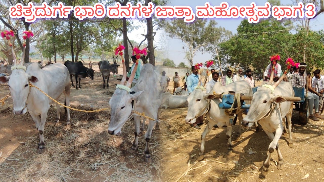 ಚಿತ್ರದುರ್ಗ ಭಾರಿ ದನಗಳ ಜಾತ್ರಾ ಮಹೋತ್ಸವ ಭಾಗ 3 Chitradurga bhari danagala jatra mahotsava part 3