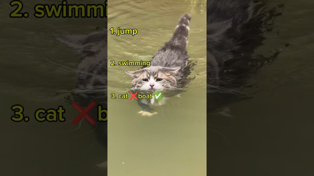 Funny Cat Jumps into Water 😹 | Cat Swimming Like a Pro 🐱💦