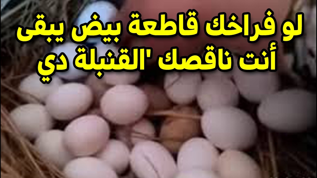 لو فراخك قاطعة بيض يبقى أنت ناقصك 'القنبلة دي أغرب طريقة لمضاعفة إنتاج البيض بلاش (دقيقة 3) 🥚🔥